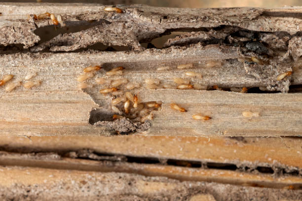 Bird Control in West Bend, WI